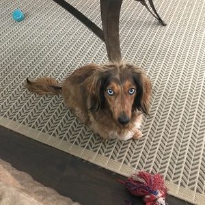 Meet your Posher, Lily